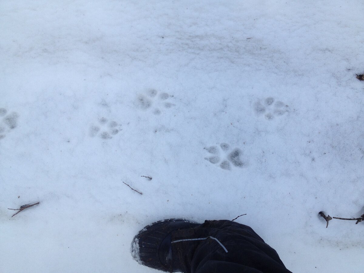 Волчьи следы в лесу