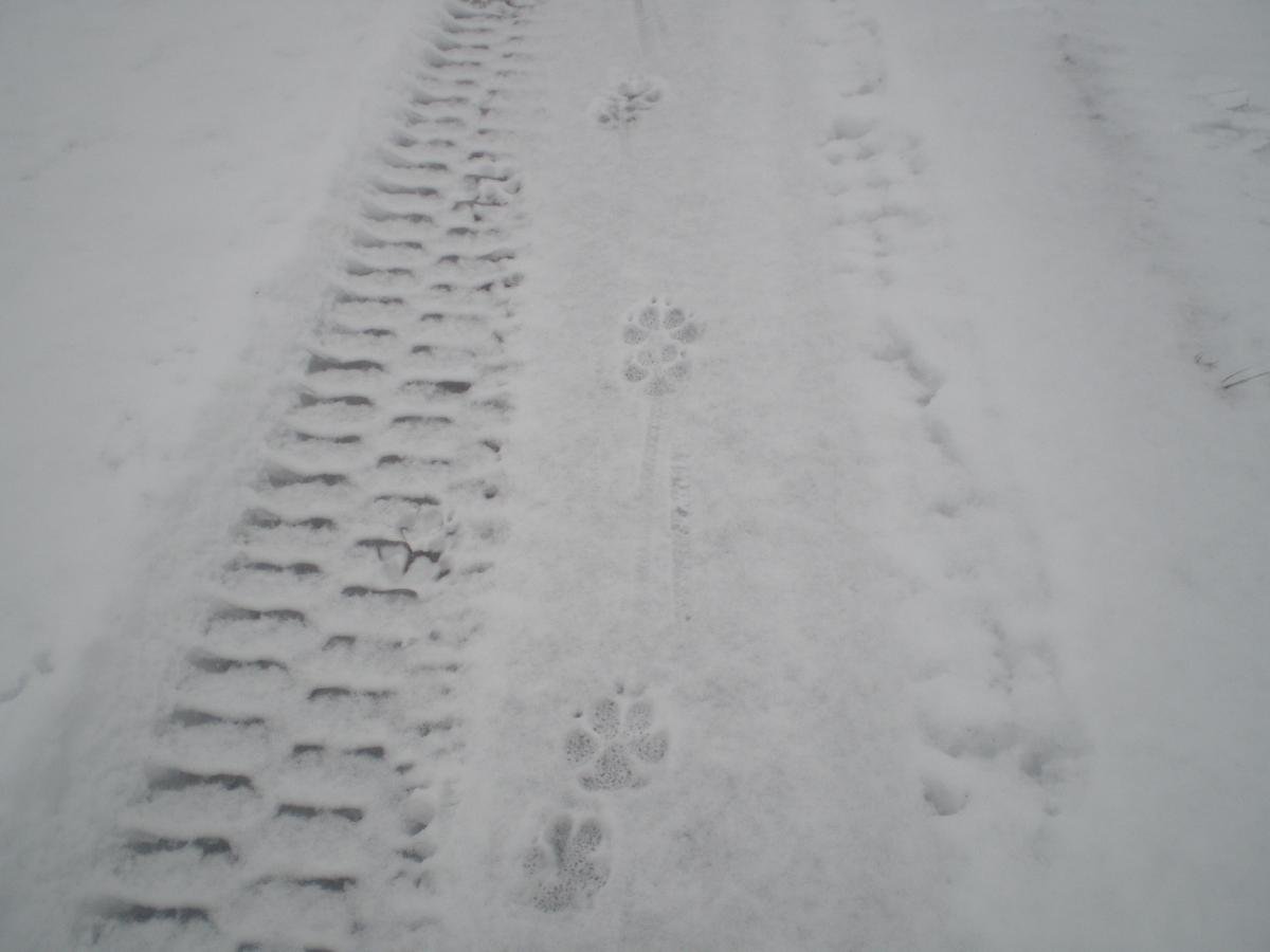Следы убегающего волка на снегу