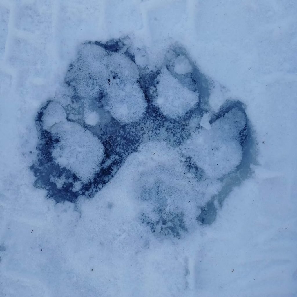 Тигриные следы на снегу