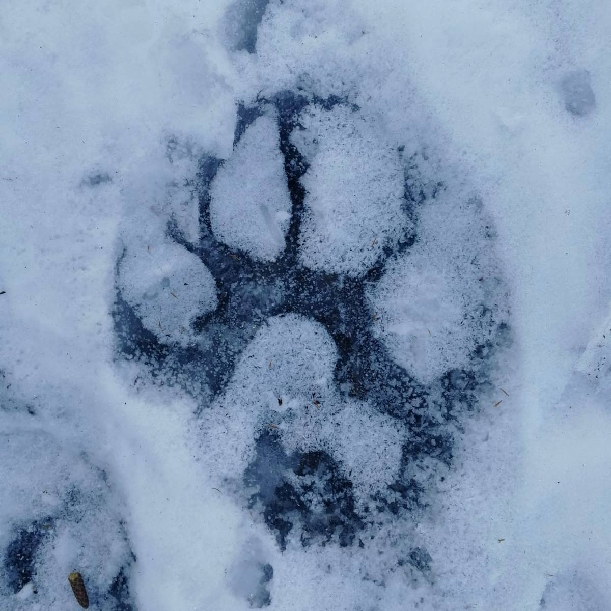 Следы тигра на снегу