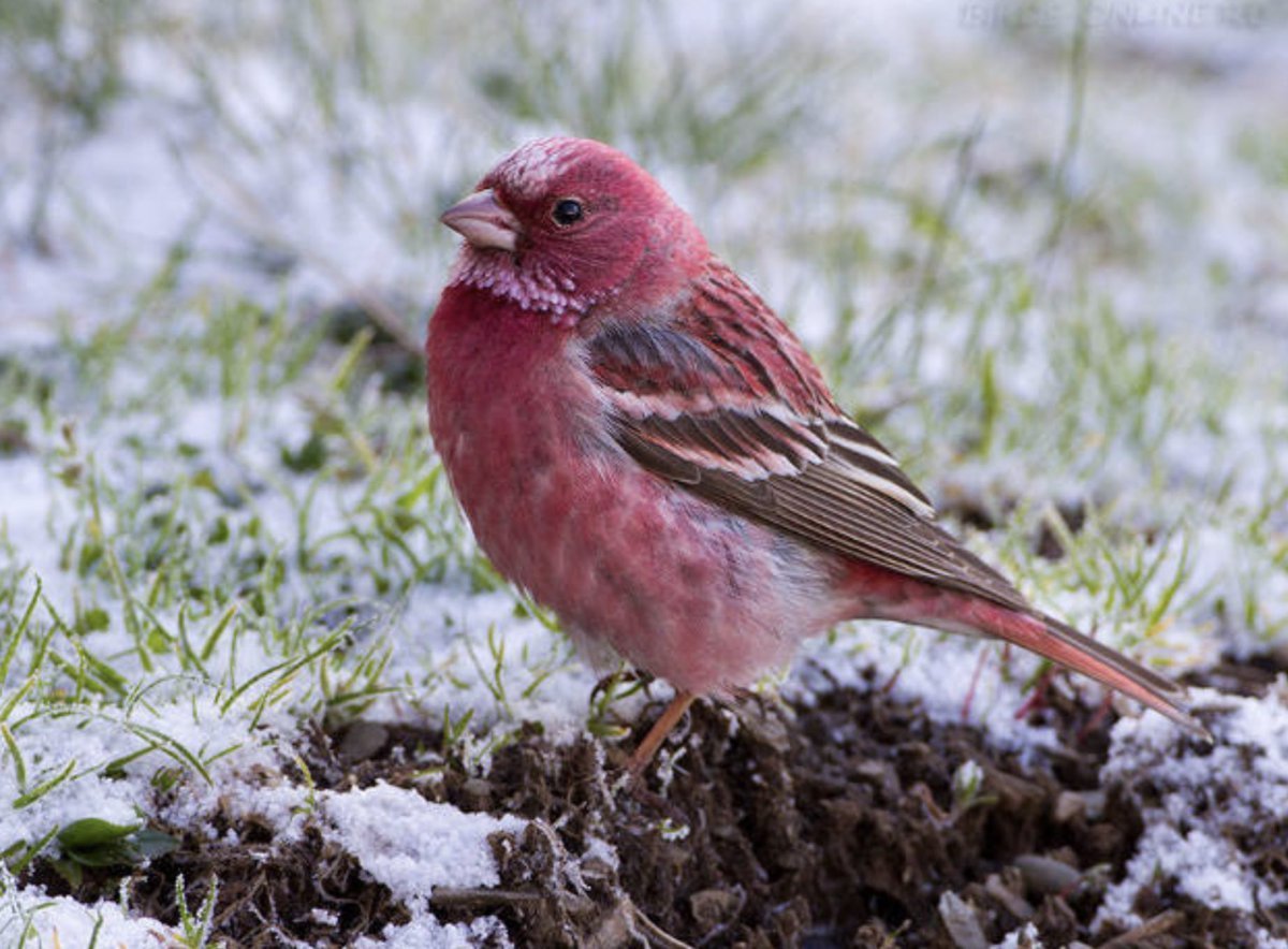 Большая чечевица (Carpodacus rubicilla)