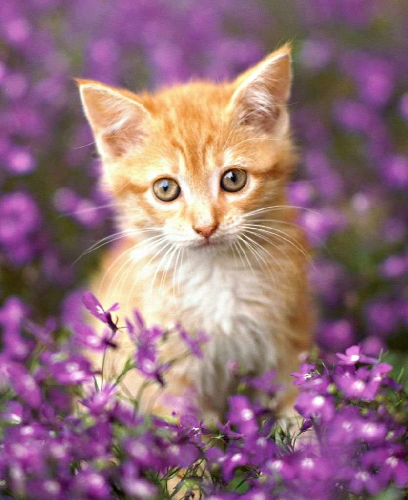Красивые котята