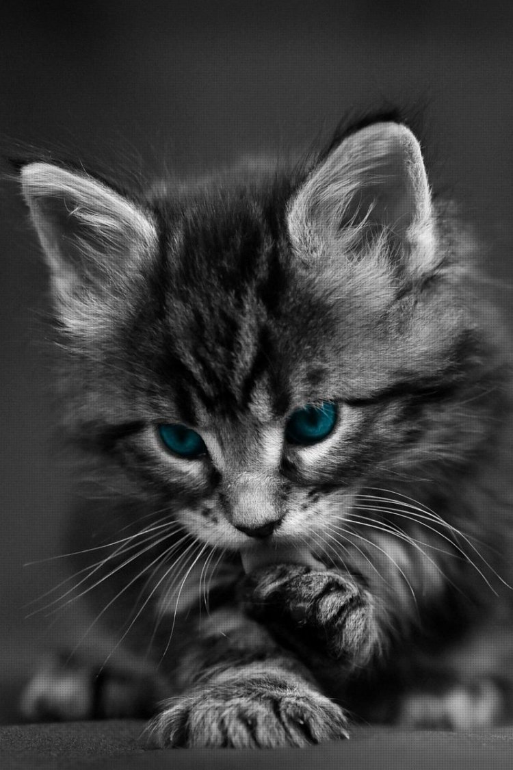 Красивые коты