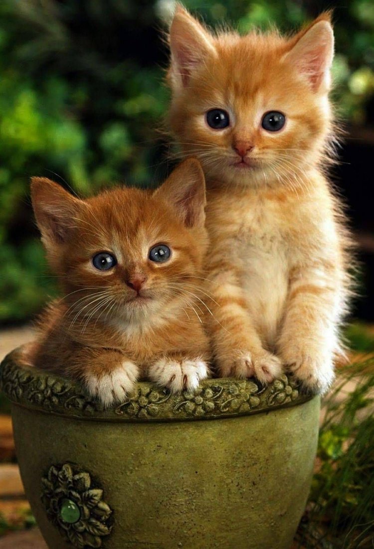 Красивые котики