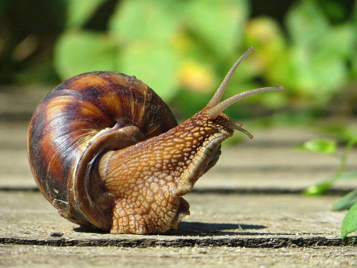 Улитка Спикси