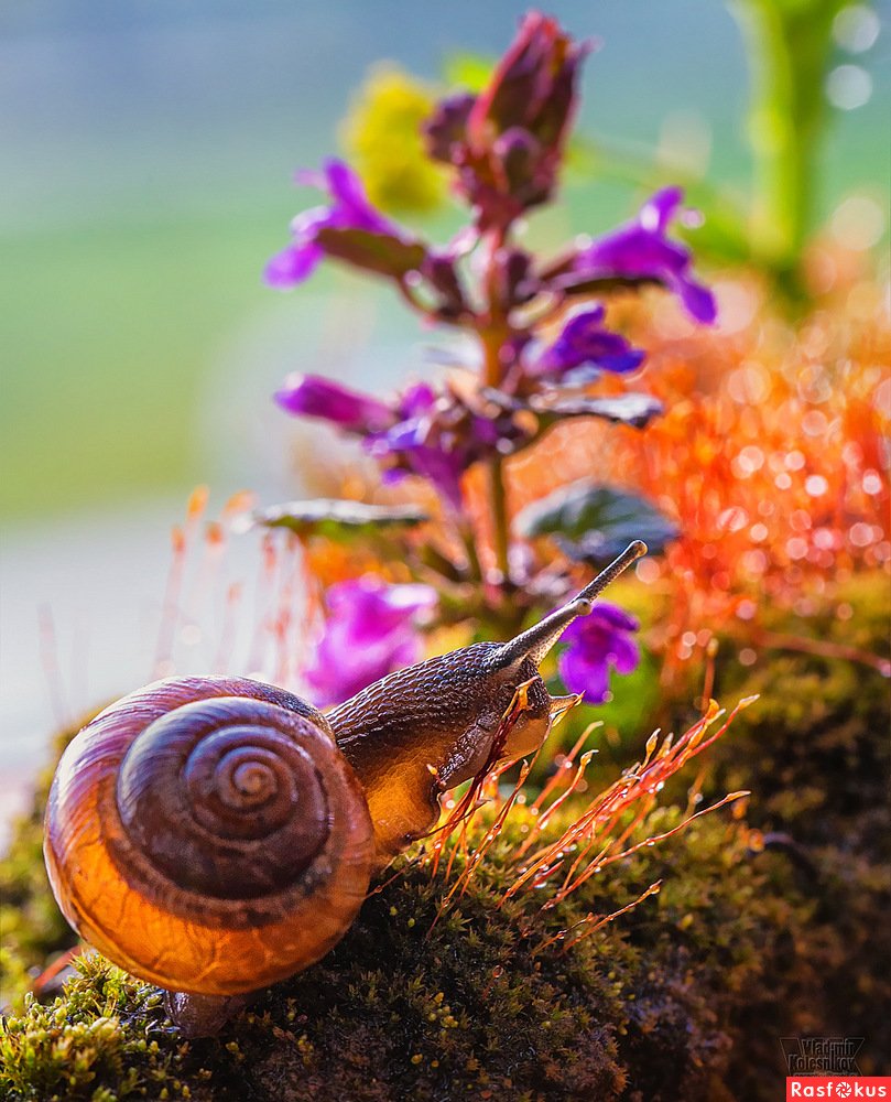 Улитка биомфолария