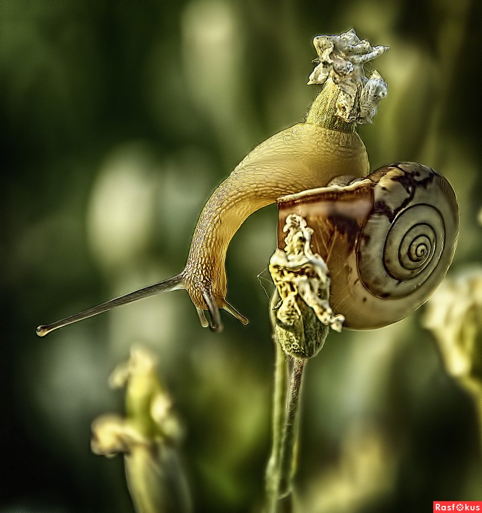 Химера улитка