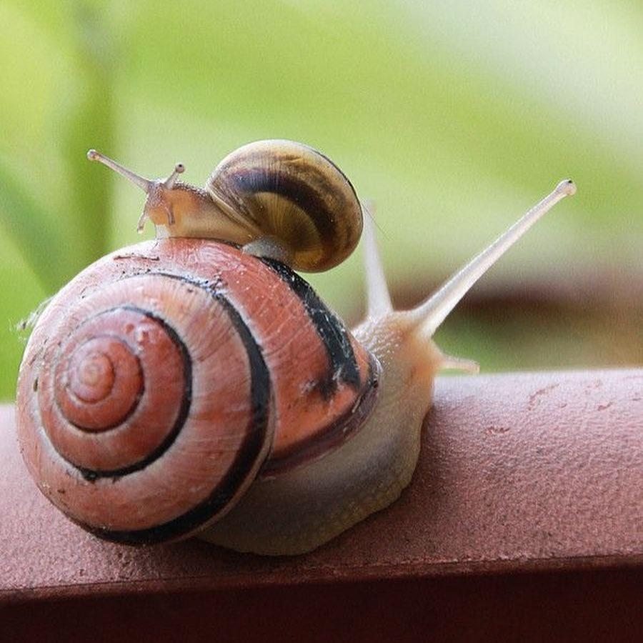 Улитка обыкновенная