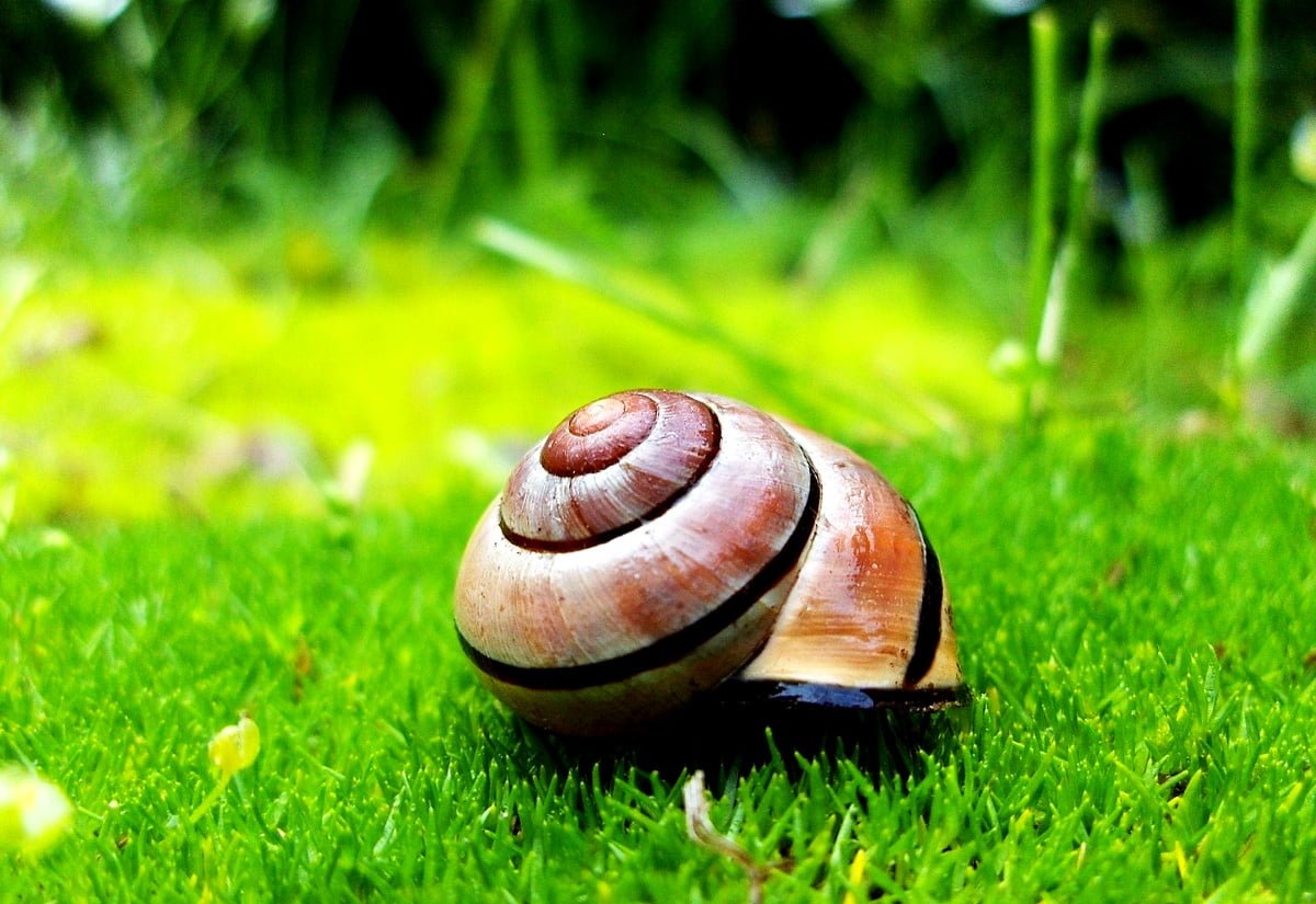 Красивые улитки