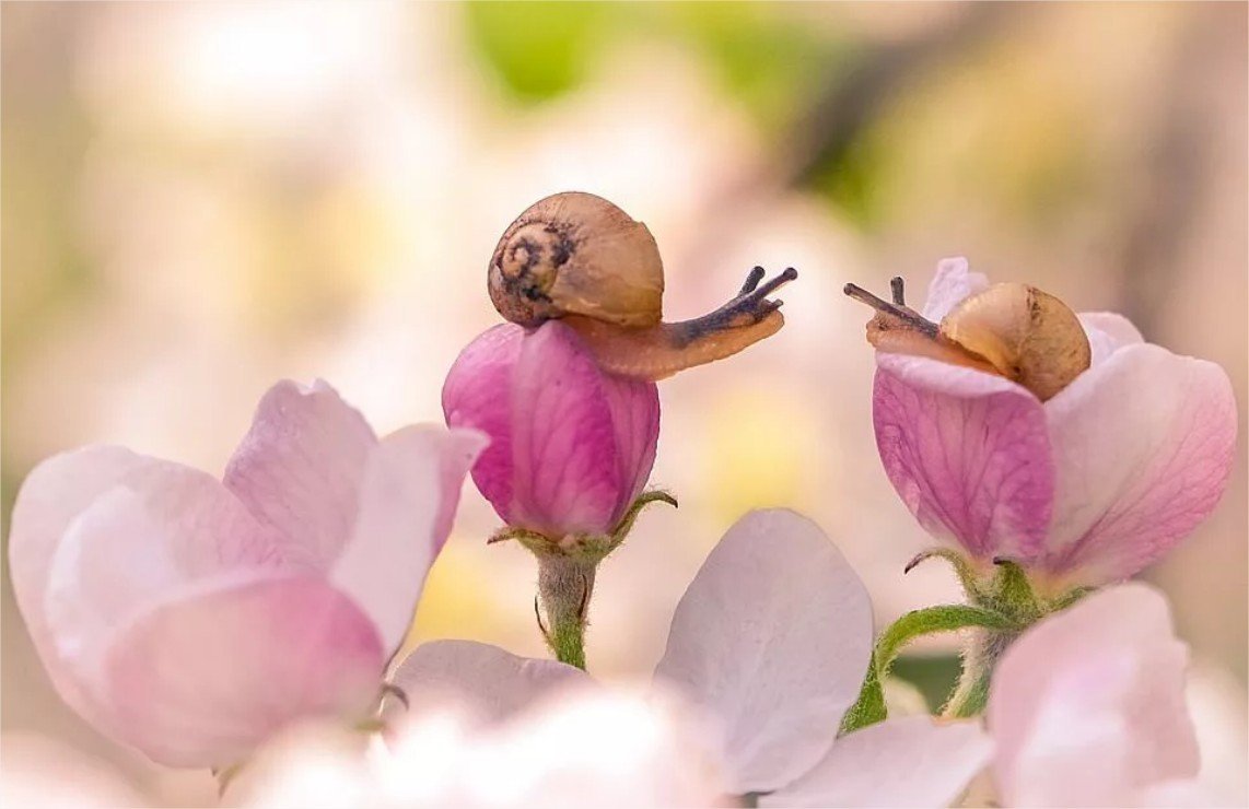 Весенняя нежность