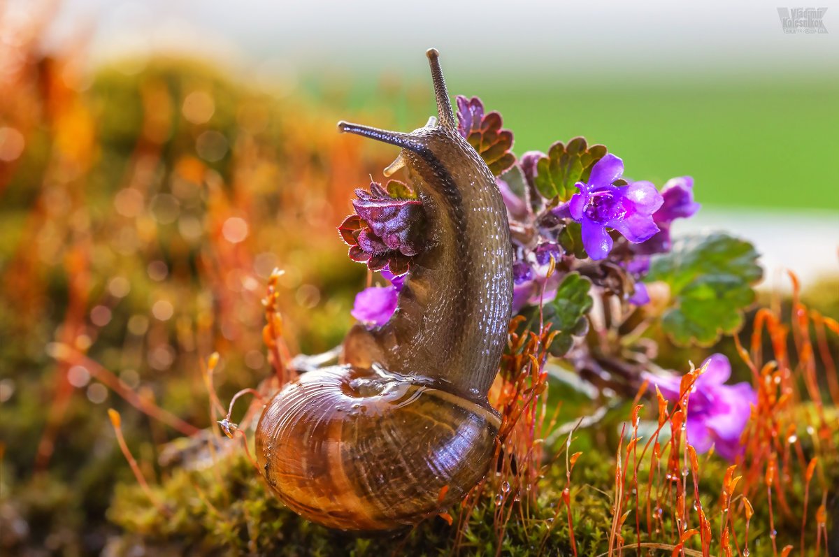 Виноградная улитка