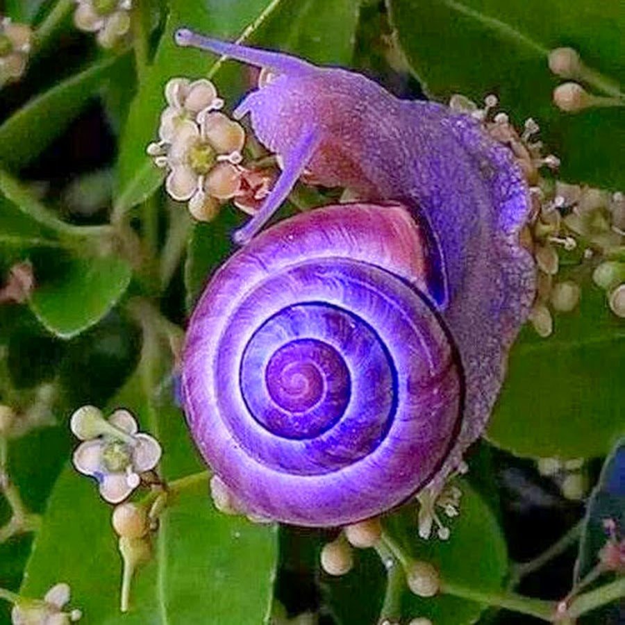 Улитка Багрянка красильная