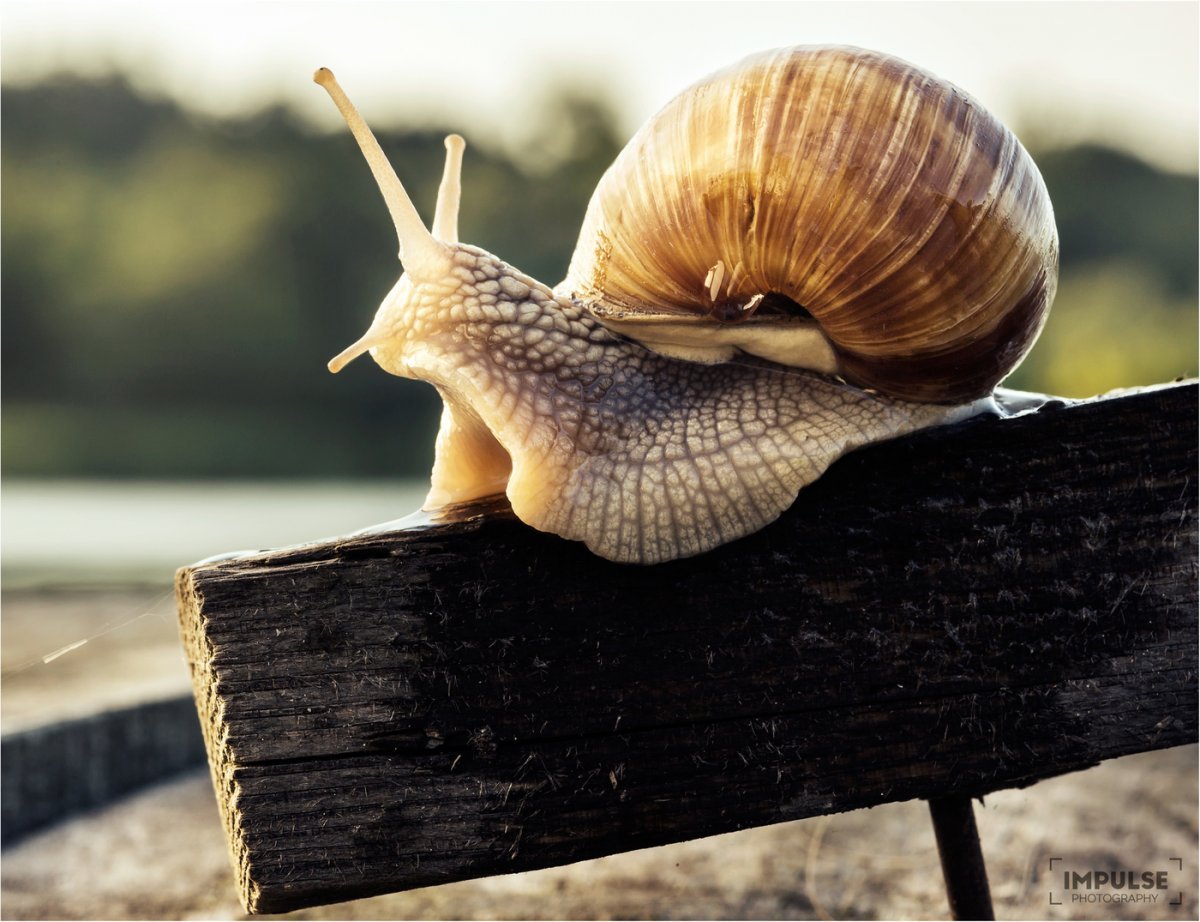 Улитка Виноградная улитка