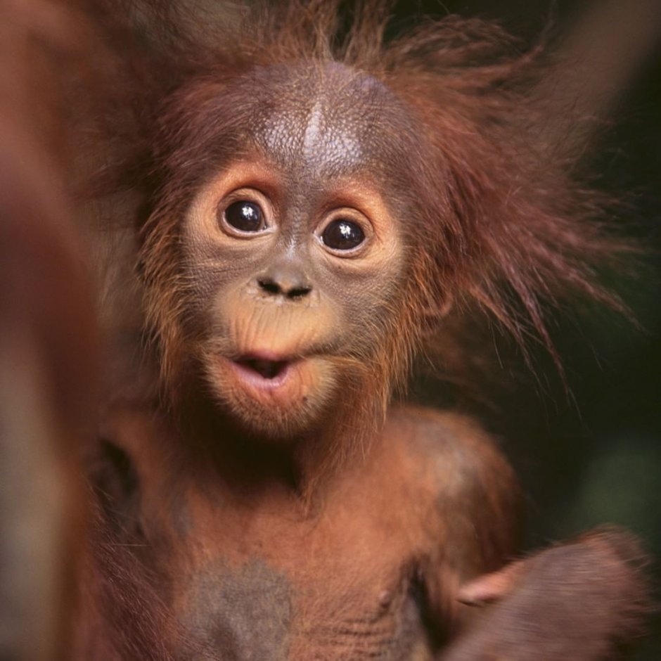 Мохнатая обезьяна