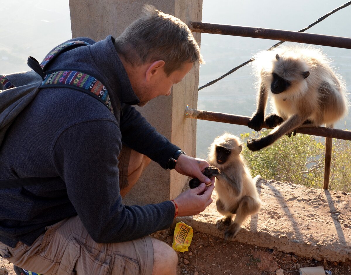 Кормят обезьян в Индии
