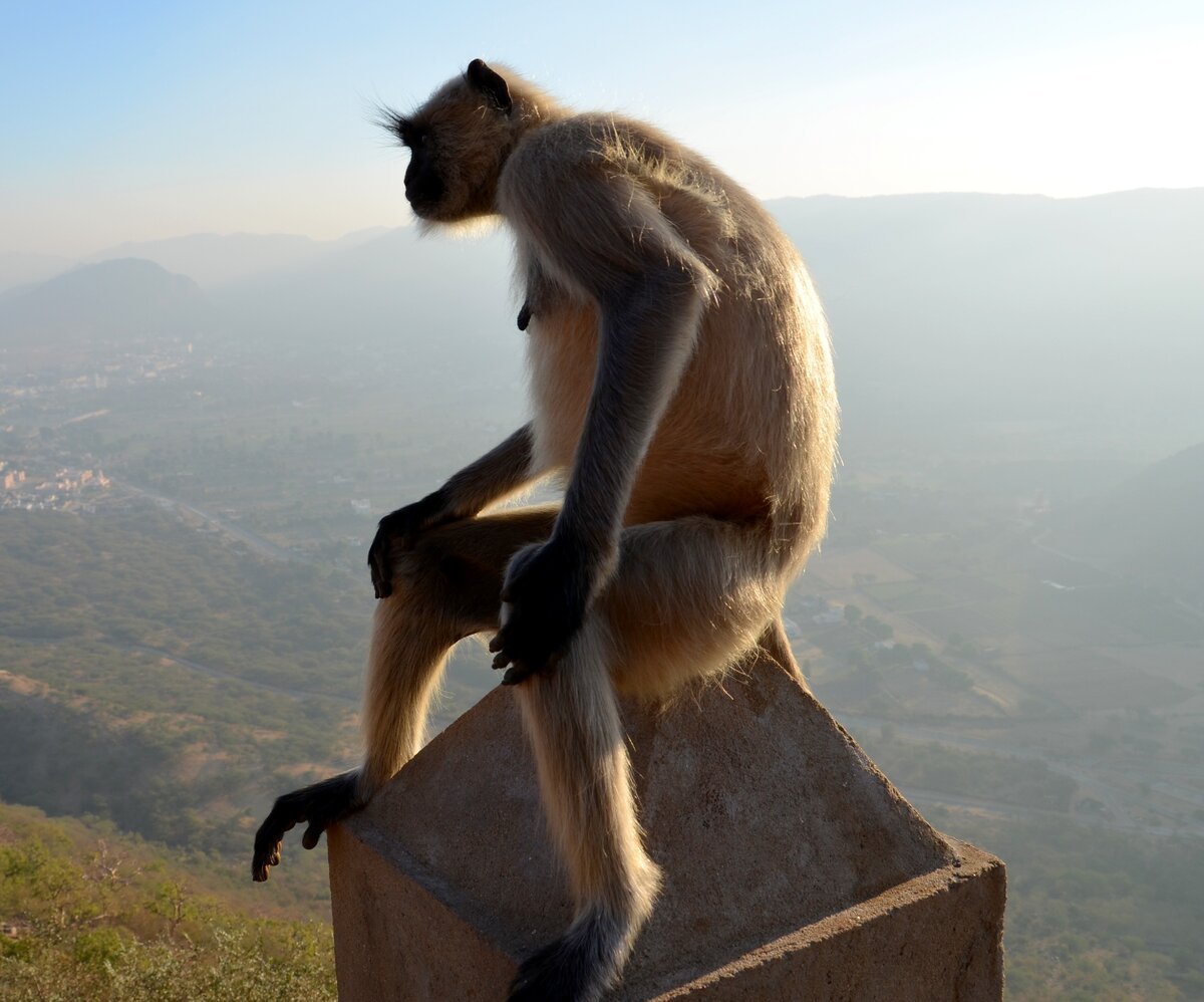 Люди обезьяны в Австралии