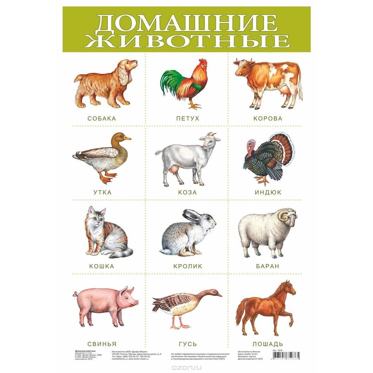 Названия домашних живот