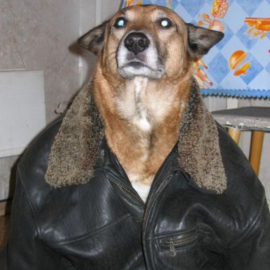 Смешные собаки