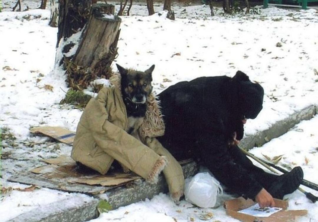 Бездомные животные и человек