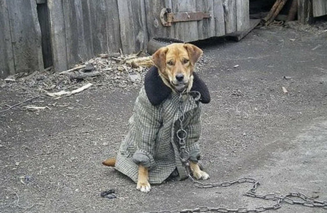 Дворовые собаки