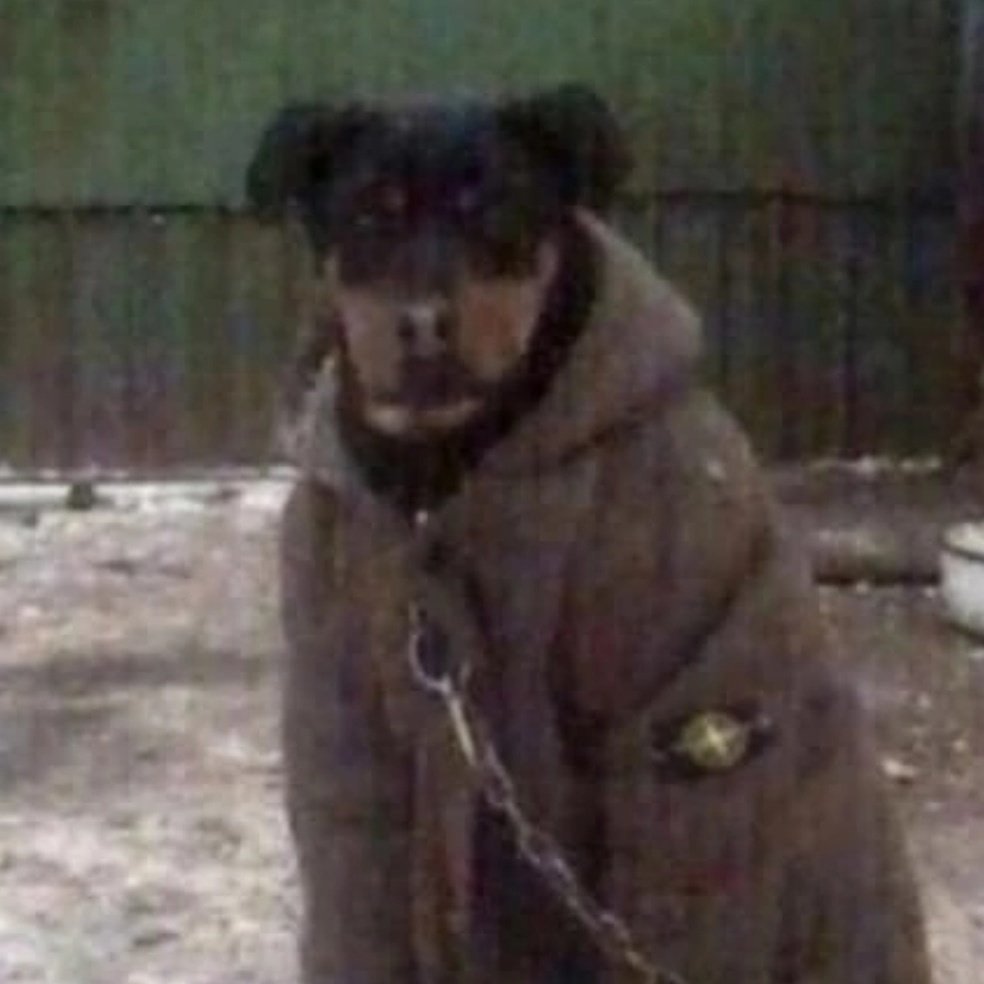 Овчарка в фуфайке