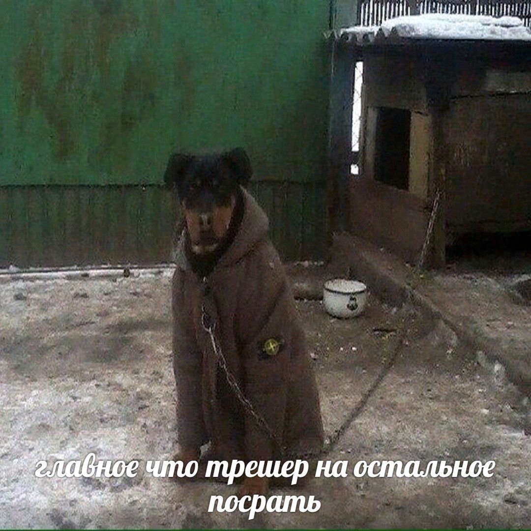 Собака в куртке