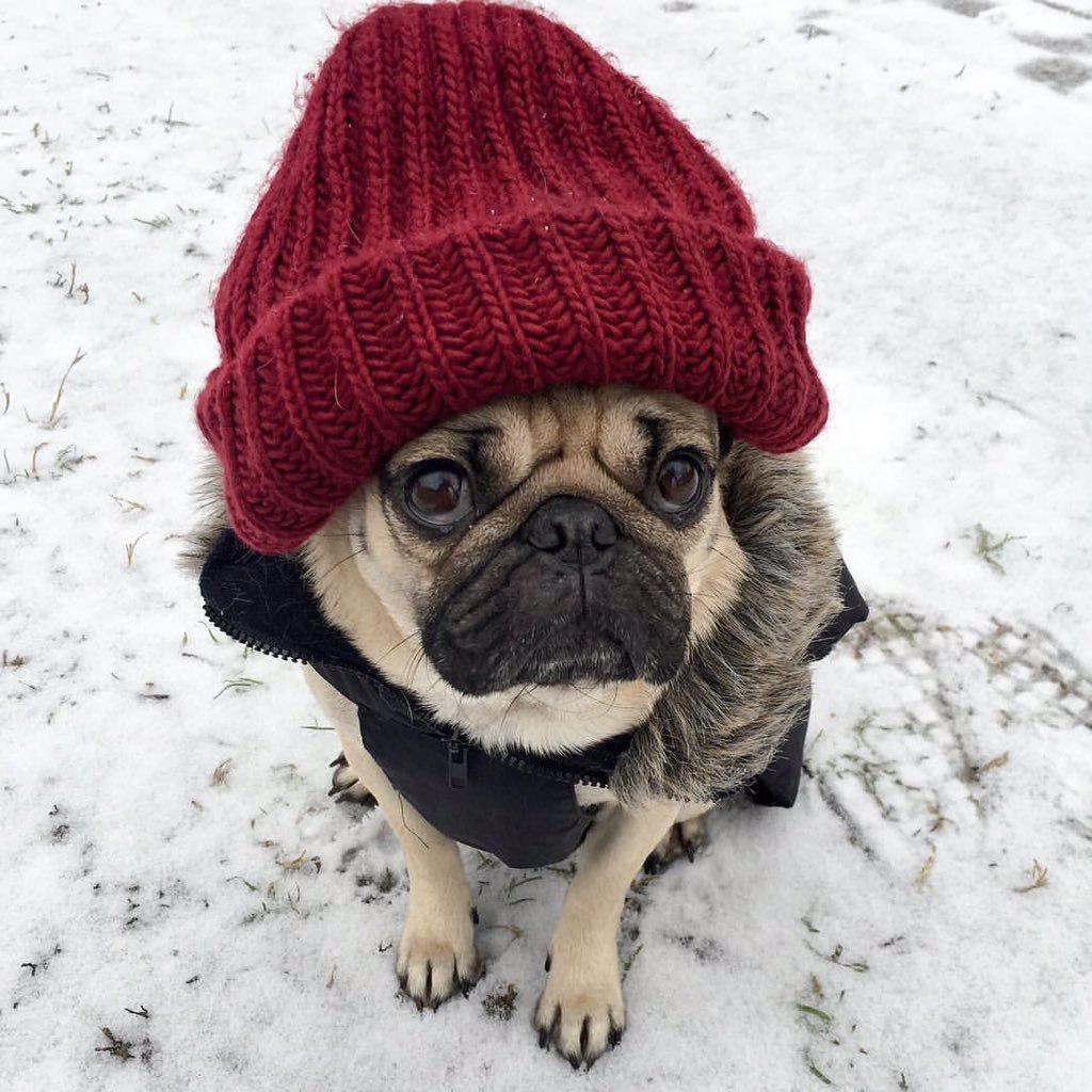 Мопс в шапке