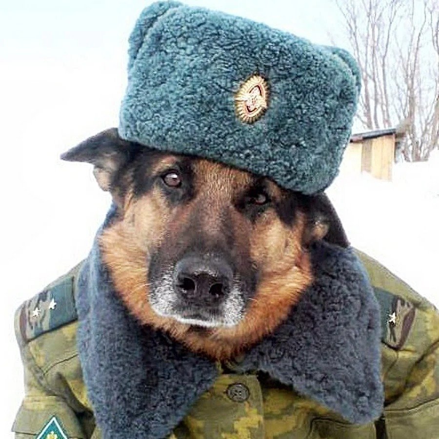 Собака в фуражке пограничник