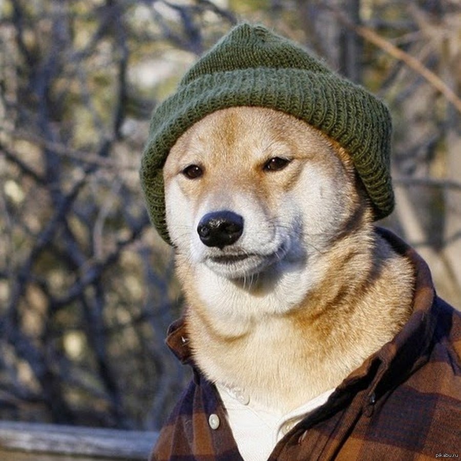 Собака с сигаретой я в