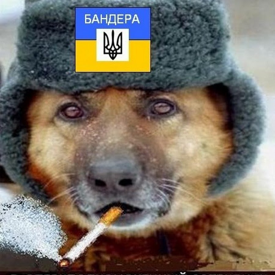 Овчарка в ушанке