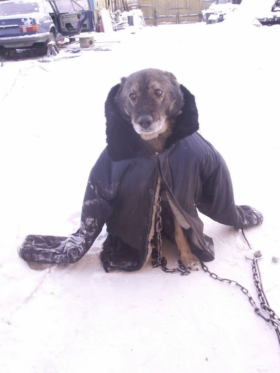 Пес в пальто