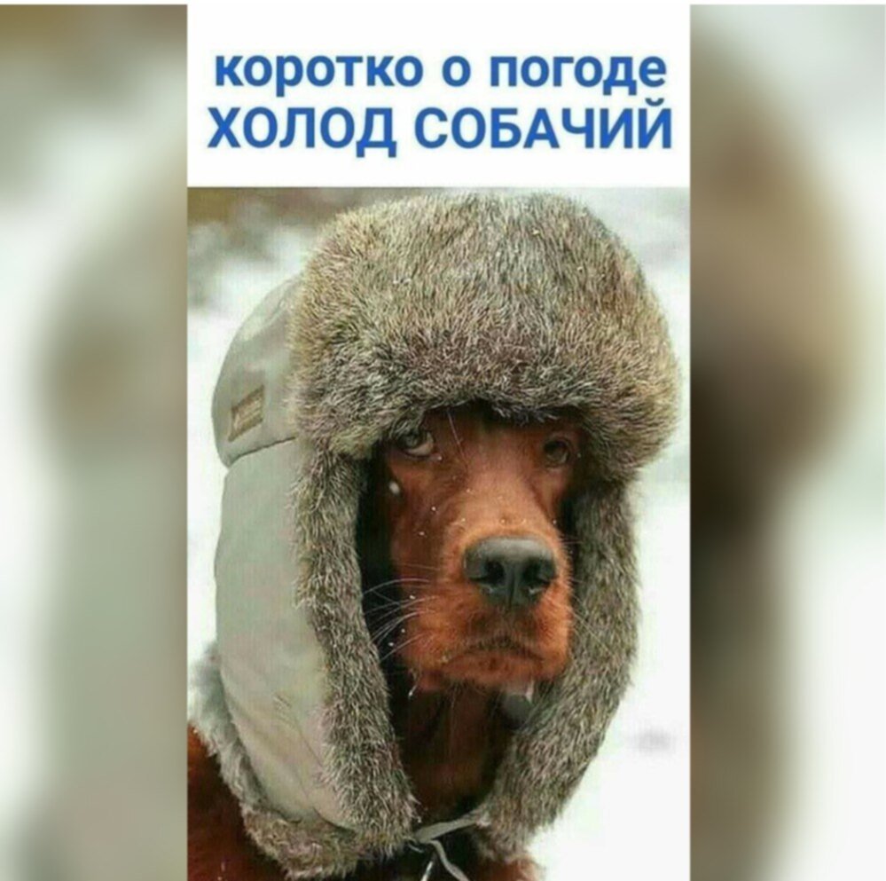 Собачка в шапке ушанке