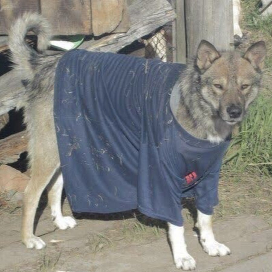 Пес в куртке