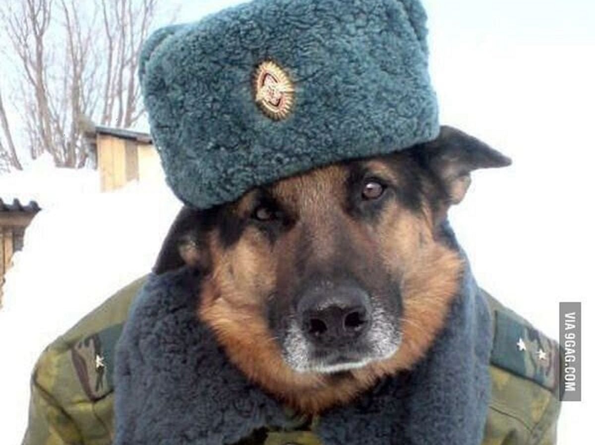 Собака в военной форме