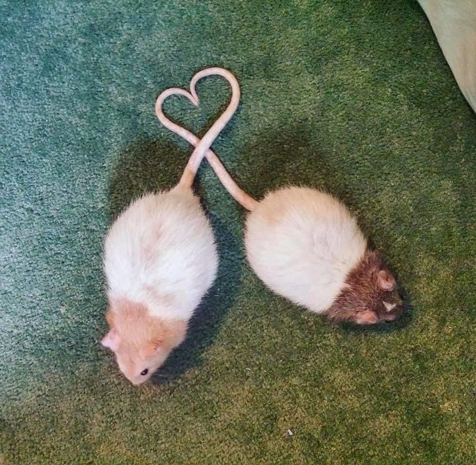 Две мышки