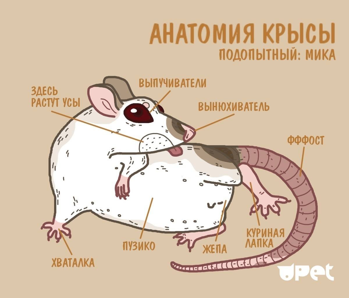 Мышь строение тела