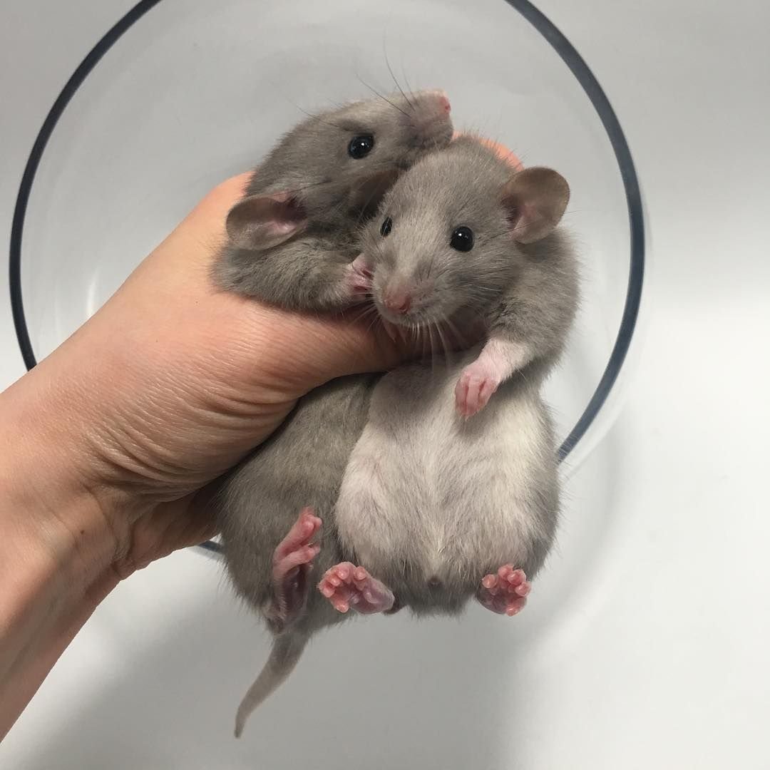 Silvermane rat Colour