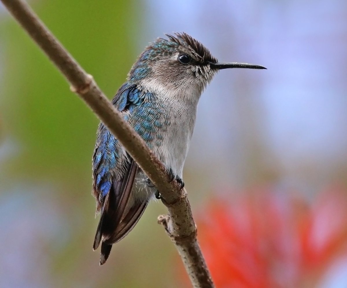 Mellisuga helenae