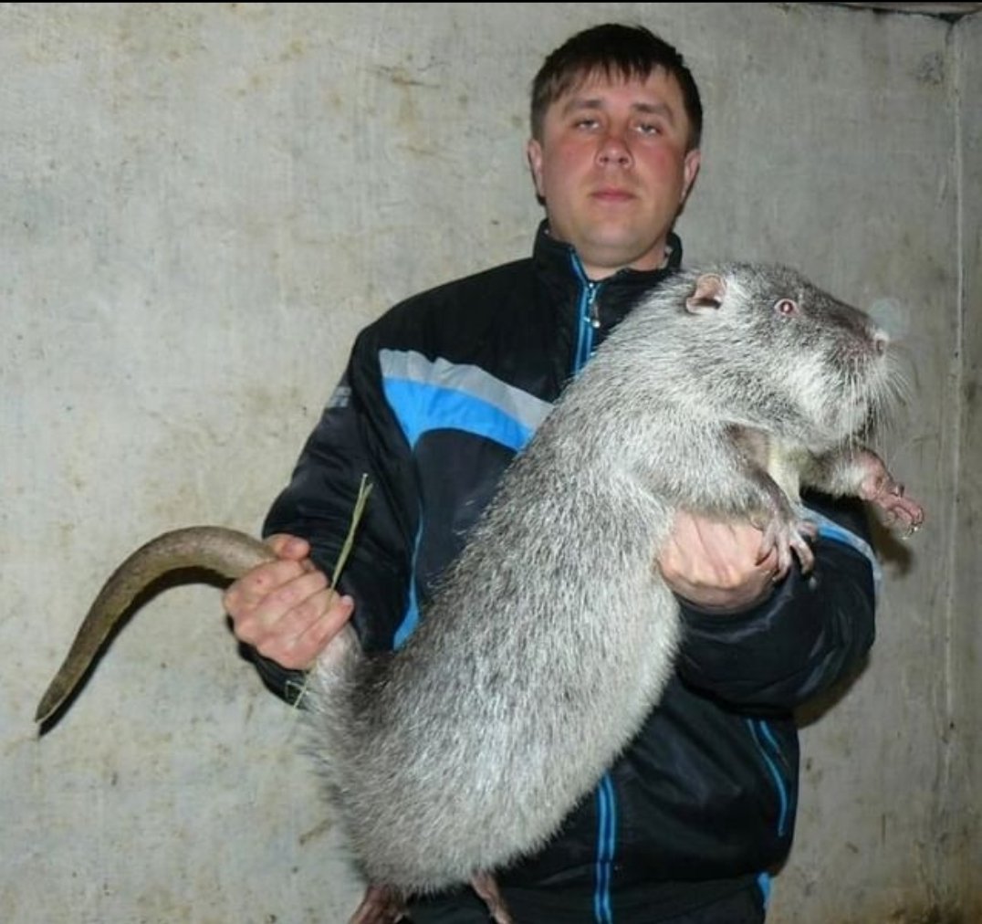 Огромная крыса нутрия