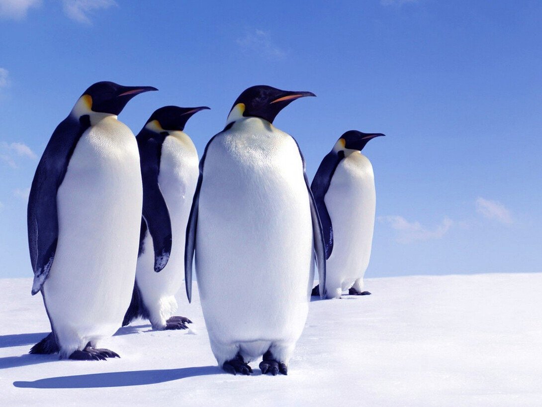 Пингвины Арктики ноги