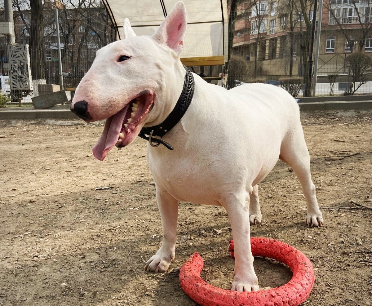 Бультерьер огромный