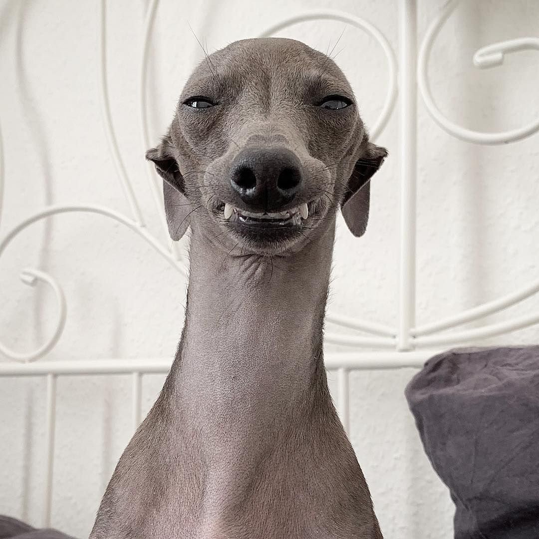 Левретка хохлатая