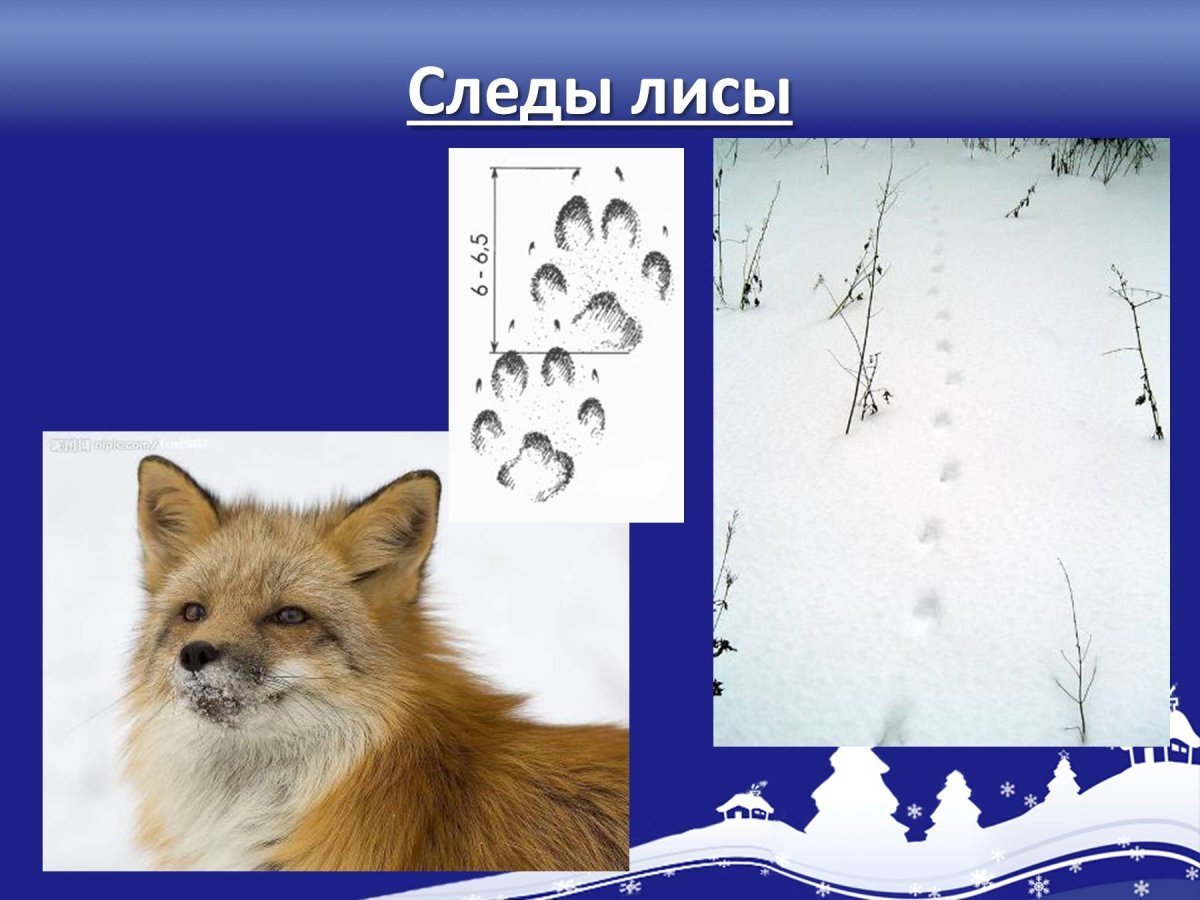Следы лисы зимой