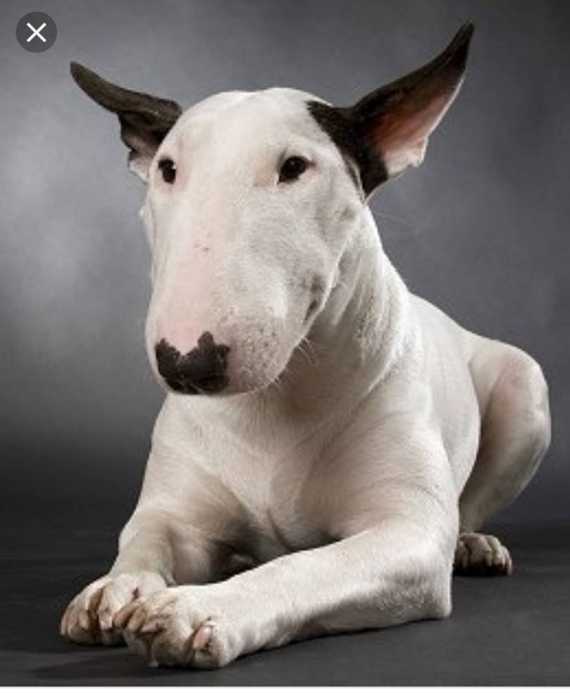 Бультерьер терьеры