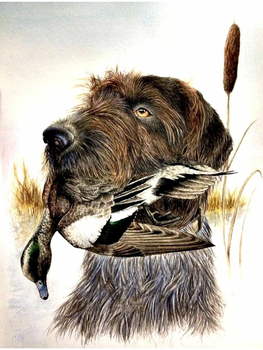 Охота арт дратхаар