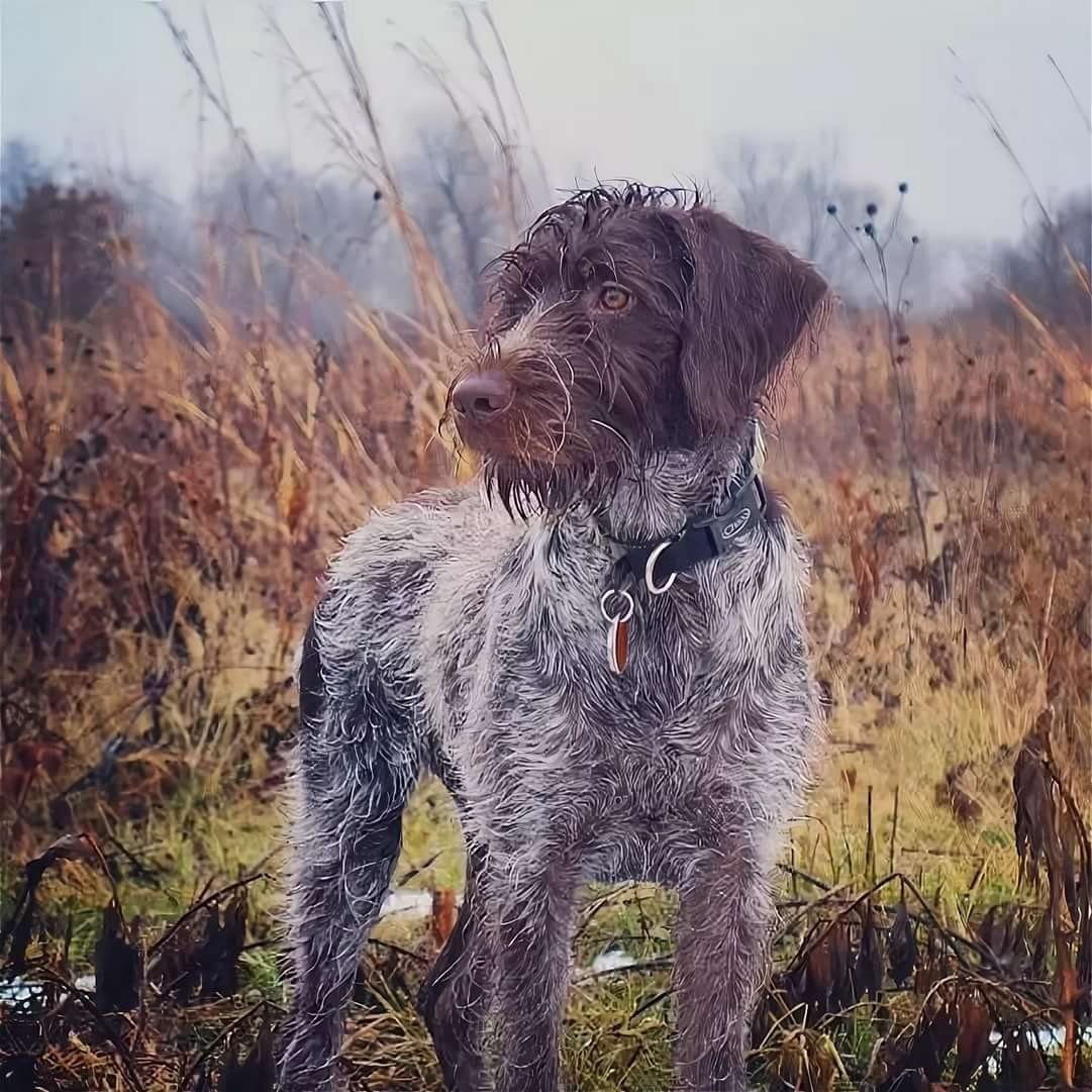 Дратхаар длинношерстный