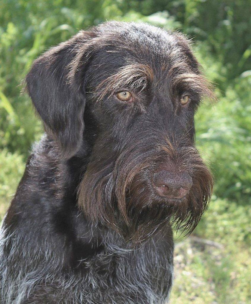 Жесткошерстная легавая дратхаар