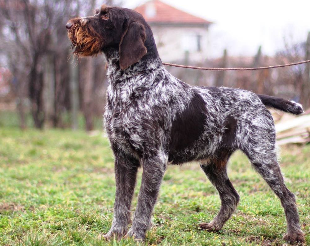 Немецкая легавая дратхаар