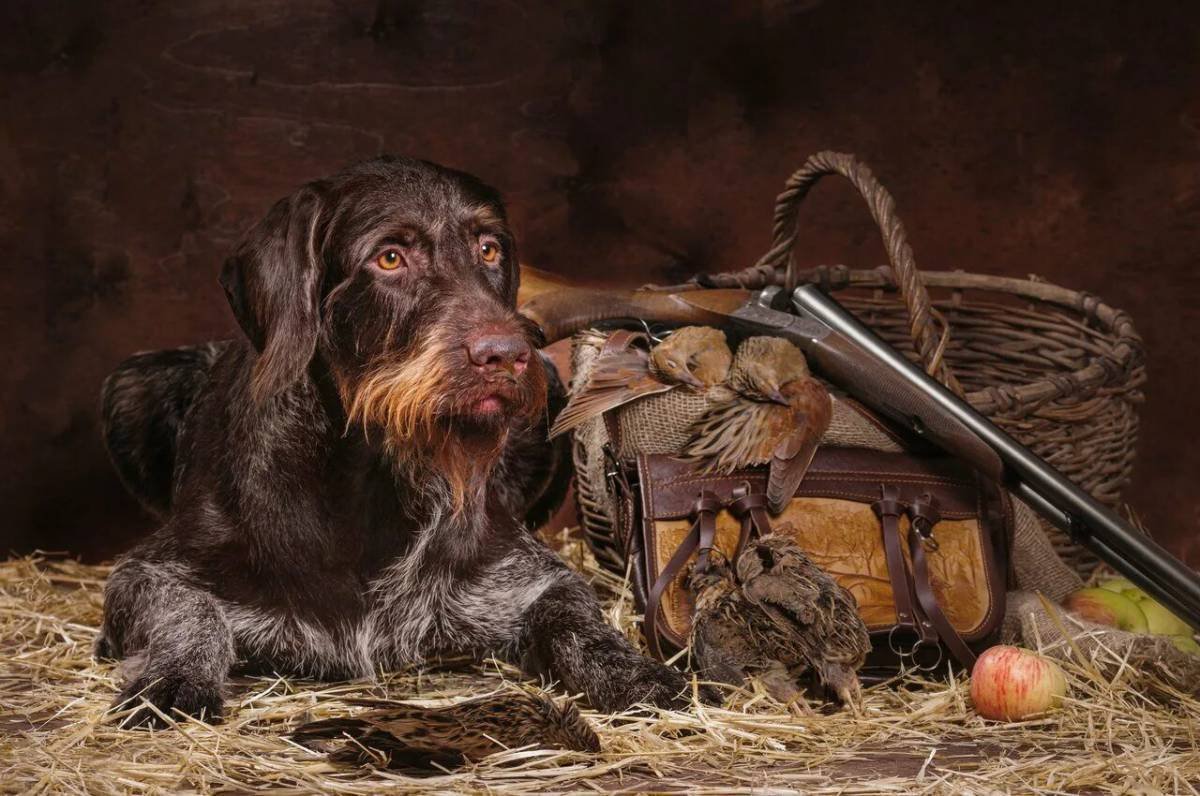 Охотник с собакой дратхааром