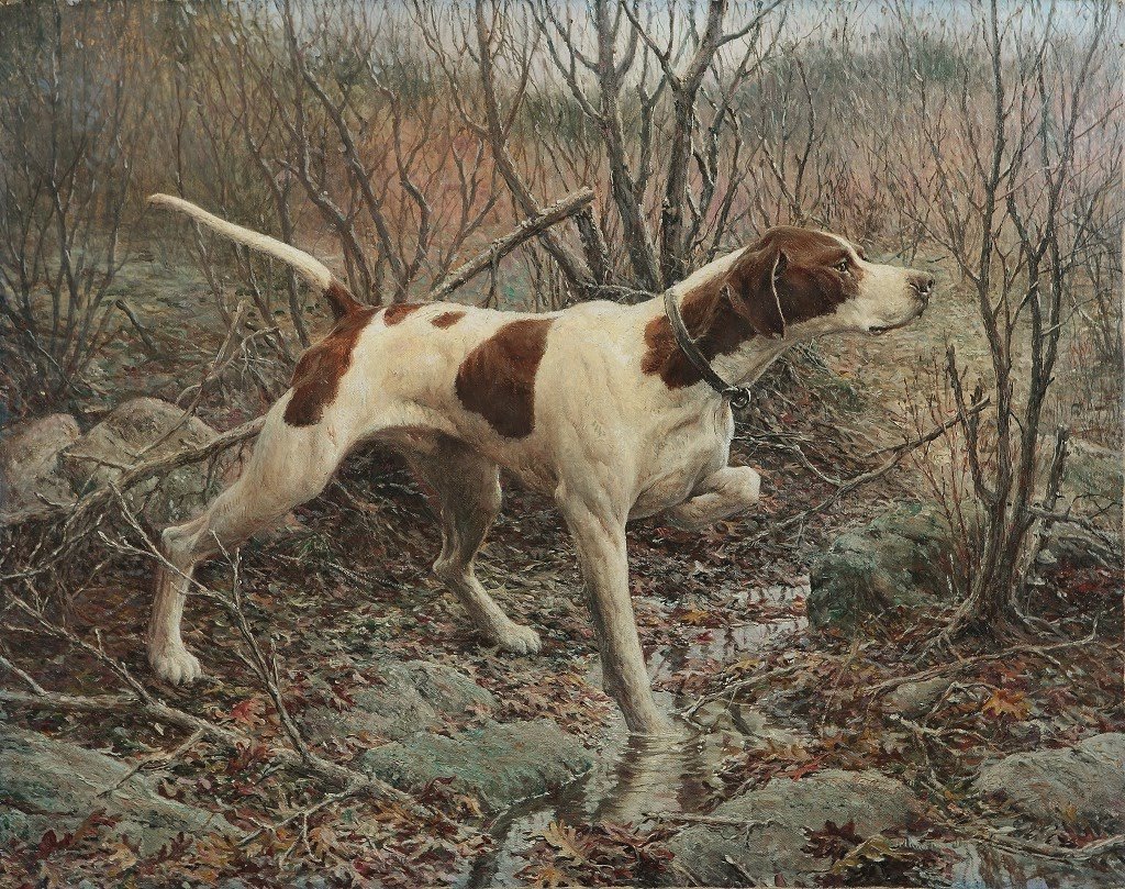 Норвежская гончая Дункер